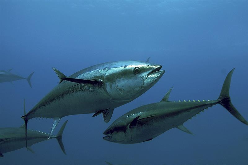  Ikusasa lokudoba i-bluefin tunadlalwa kusukela namhlanje eMarrakech
